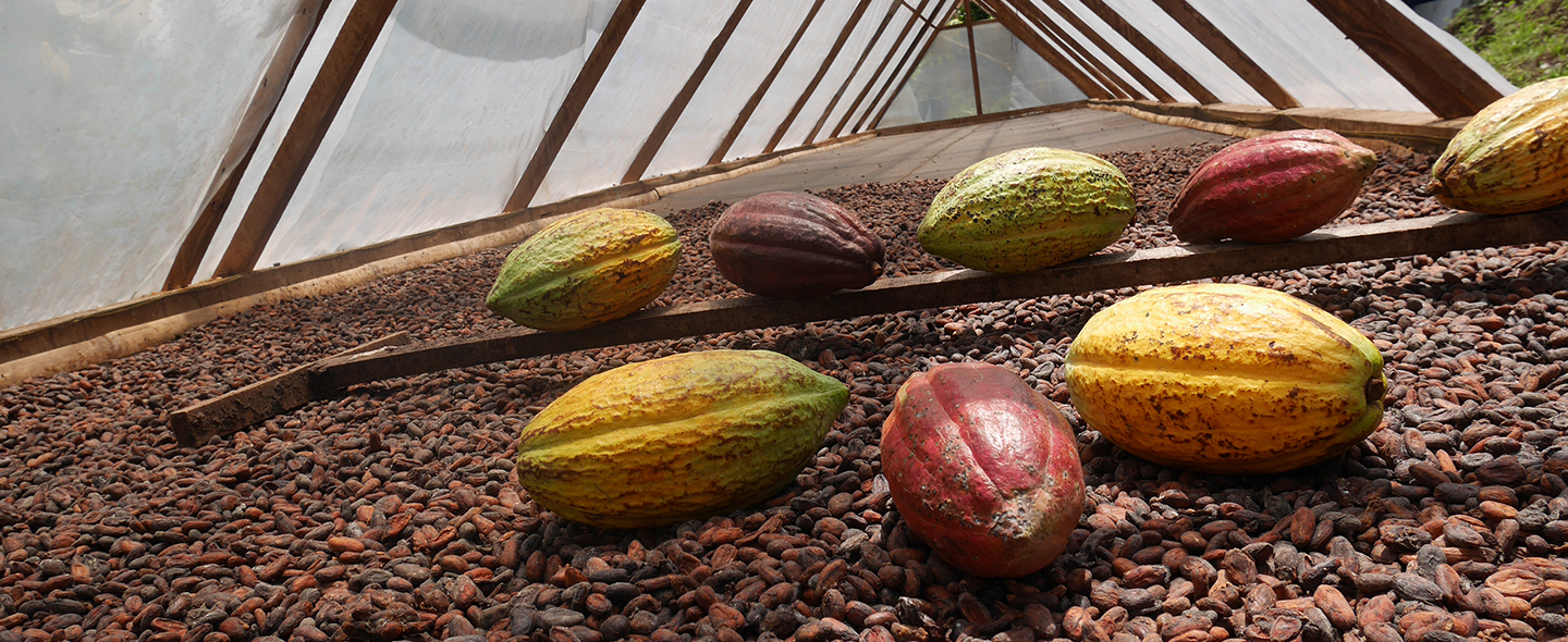 Le cacao, ses fèves, sa poudre son histoire – Arts Délices