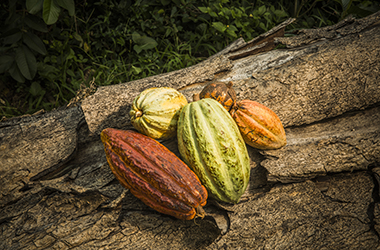 Cabosse : le fruit incroyable du cacaoyer